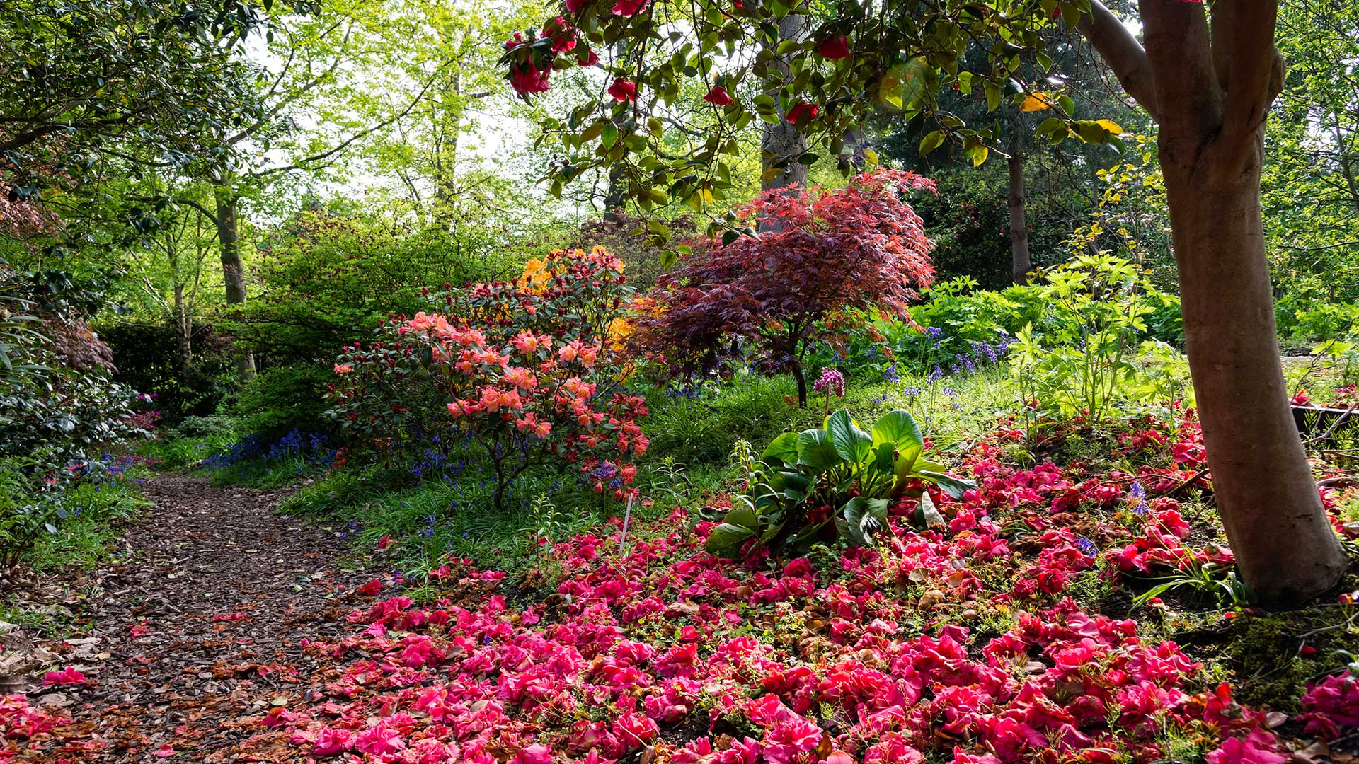 Native Plant Trust